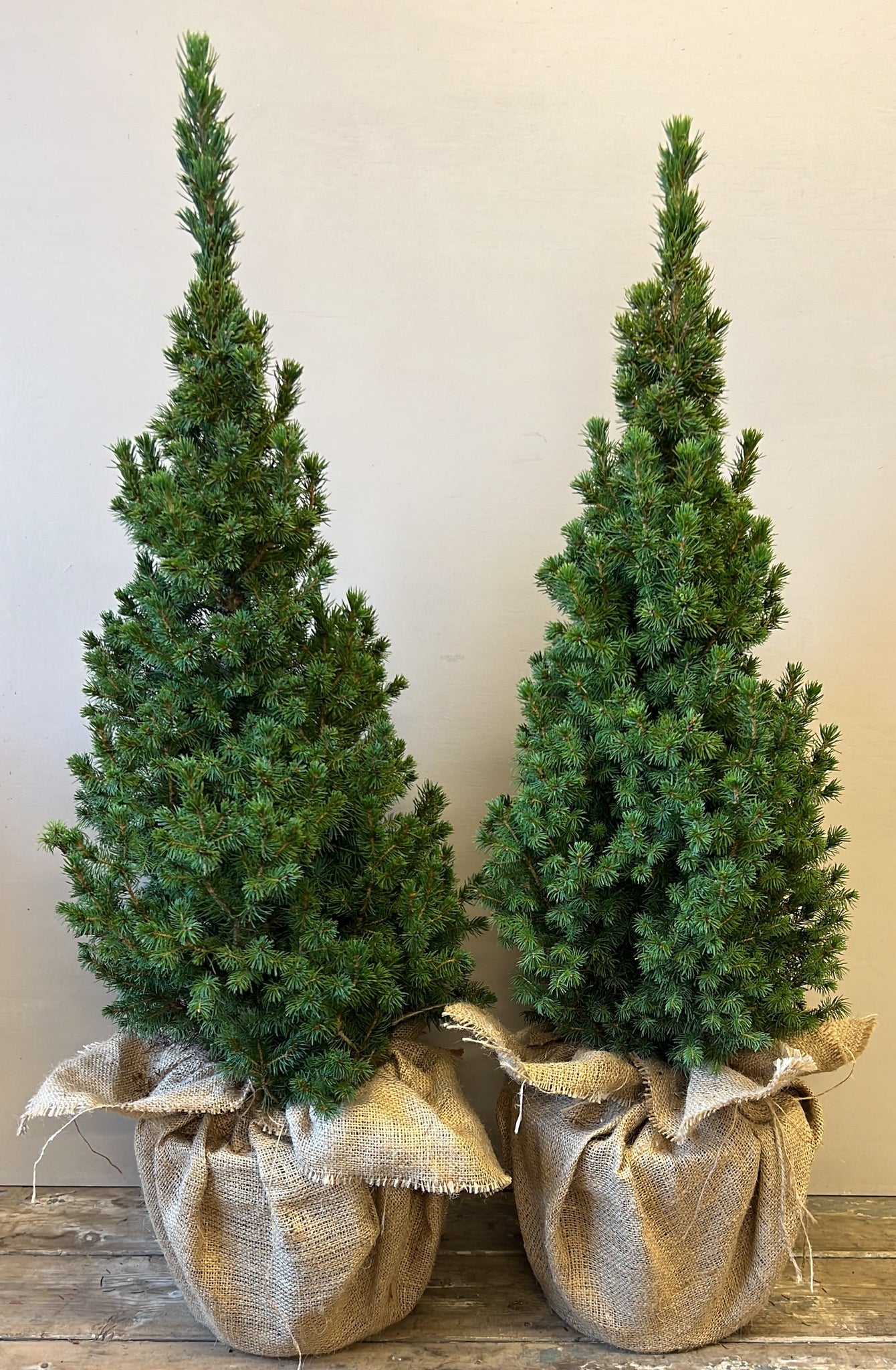 PLANT - Picea Christmas 7litre pot wrapped in Hessian