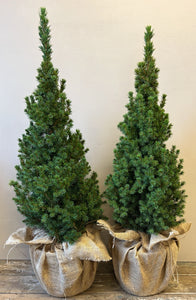 PLANT - Picea Christmas 7litre pot wrapped in Hessian
