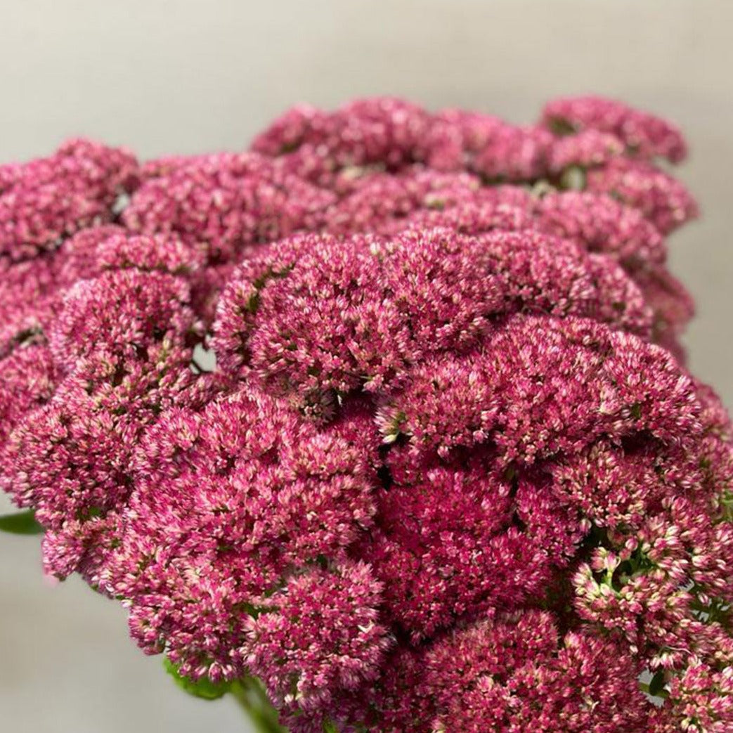 Sedum Pink x 10 stems