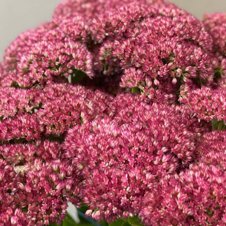 Sedum Pink x 10 stems
