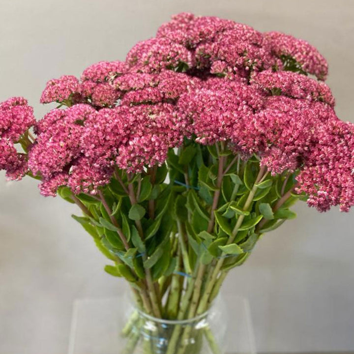 Sedum Pink x 10 stems