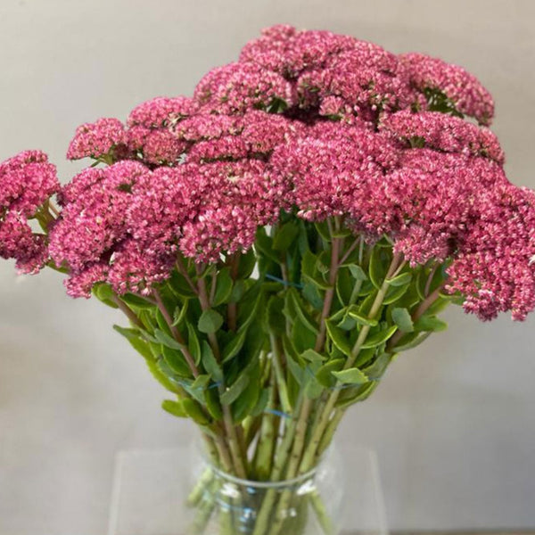 Sedum - Bunch of 10 stems (64.5p)