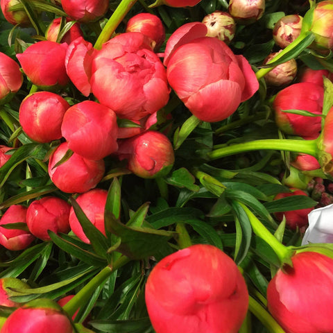 Peony - Coral Sunset 50cm - 10 stems