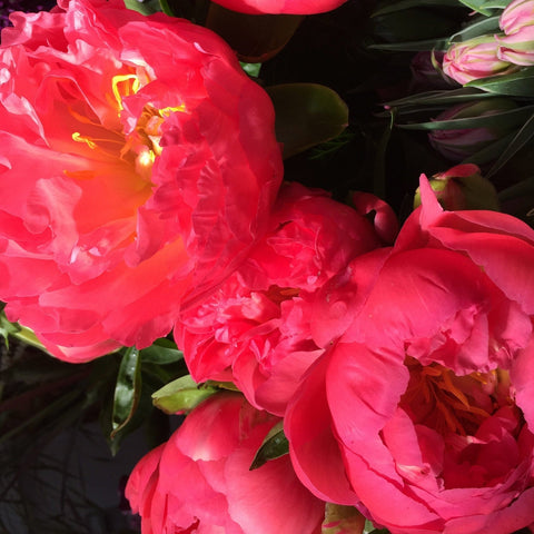 Peony - Coral 50cm - 10 stems