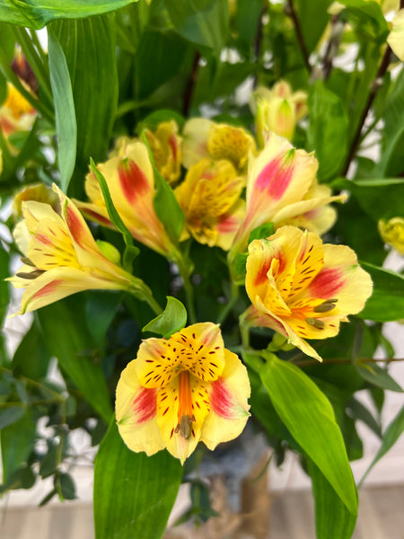 Pink and Yellow Alstroemeria Bunch – UK Grown Peruvian Lily