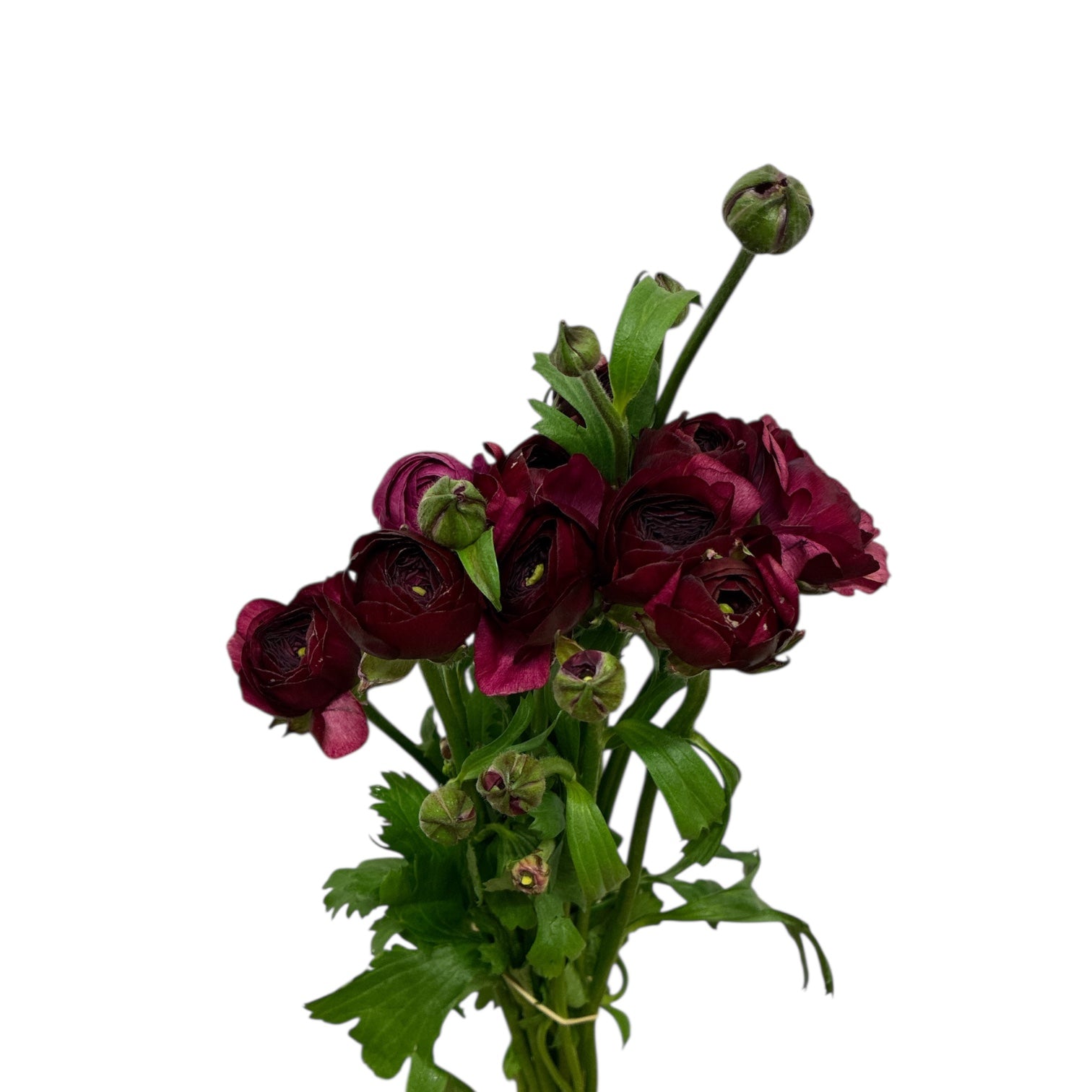 Ranunculus 30cm - Bunch of 10 stems PLUM – British Flowers direct by ...