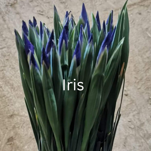 Bunch of blue irises with green leaves on a textured surface