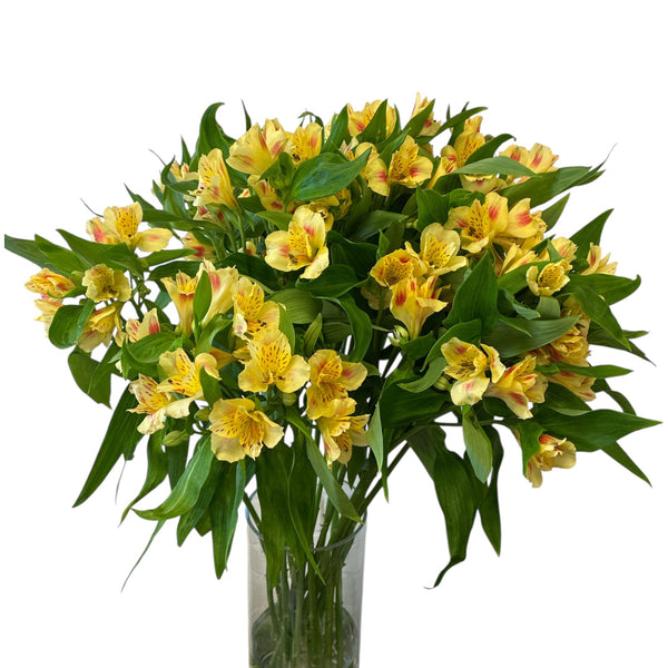 Premium Cornish Alstroemeria – Pink Yellow Bi-Colour Blooms