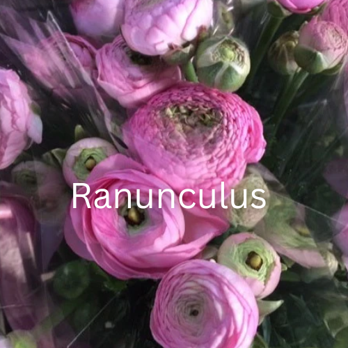 Bouquet of pink Ranunculus flowers with visible stems and leaves.