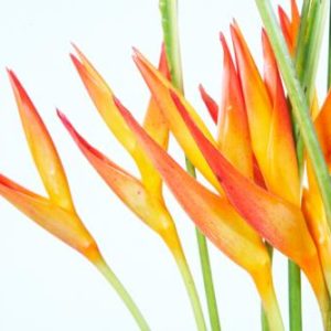 TROPICALS - Psittacorum  x 5 stems
