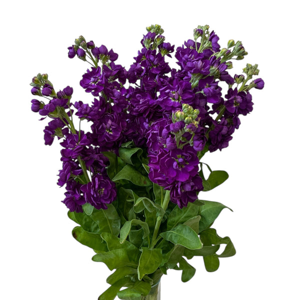 Bouquet of purple scented stocks flowers with green leaves in a clear vase on a white background