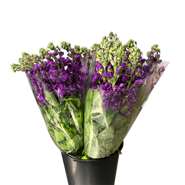 Bouquet of purple Scented Stock flowers in a black pot on a white background