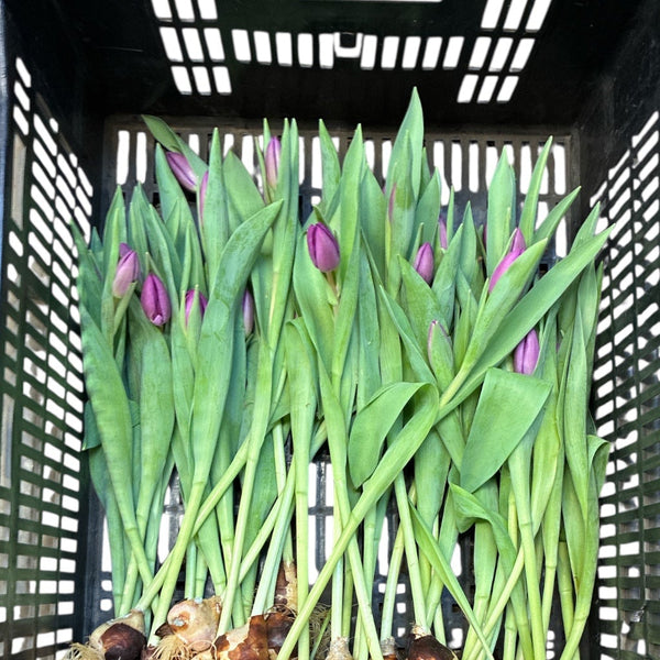 Purple tulip buds in a black basket with green leaves