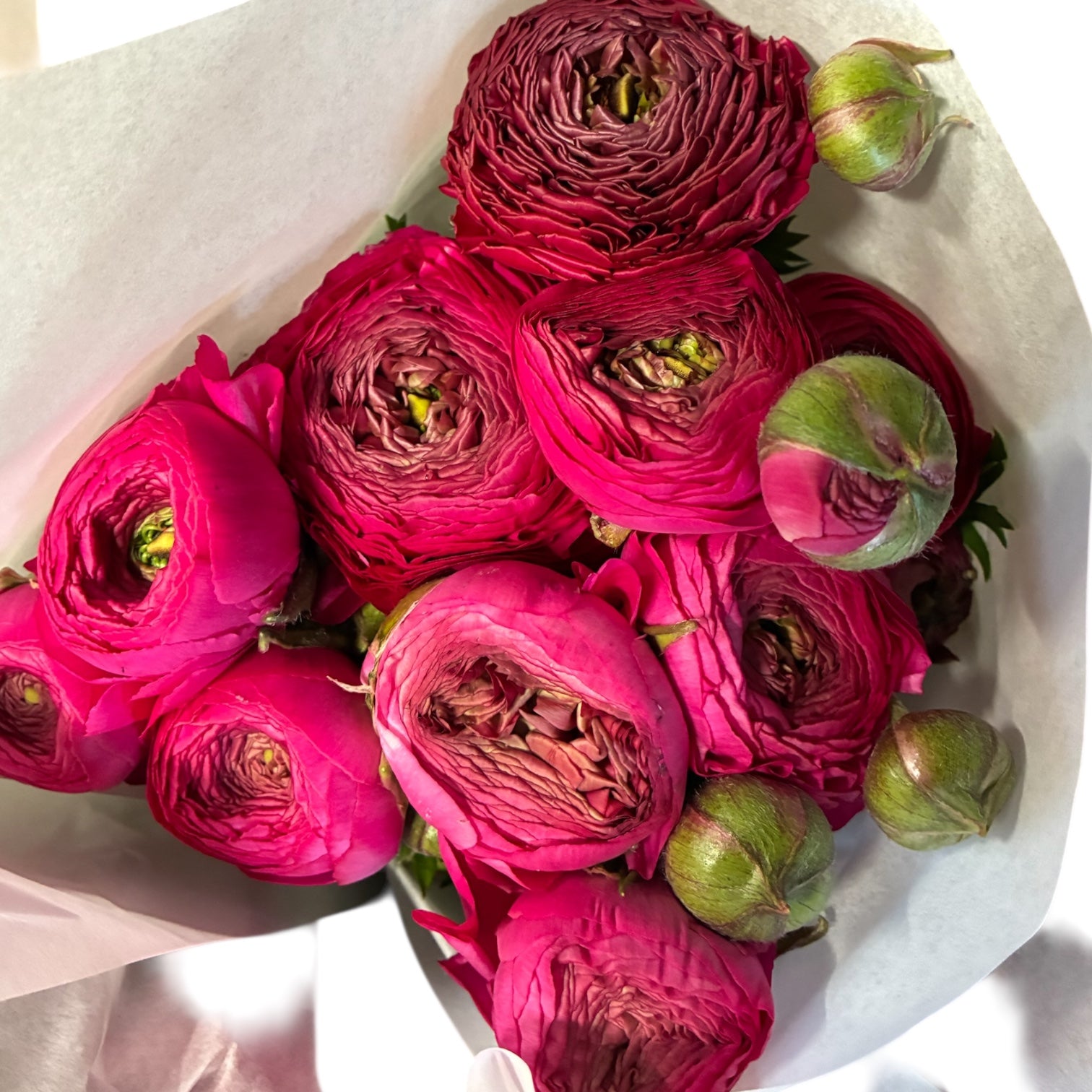 Premium Ranunculus Ranunculus PREMIUM -