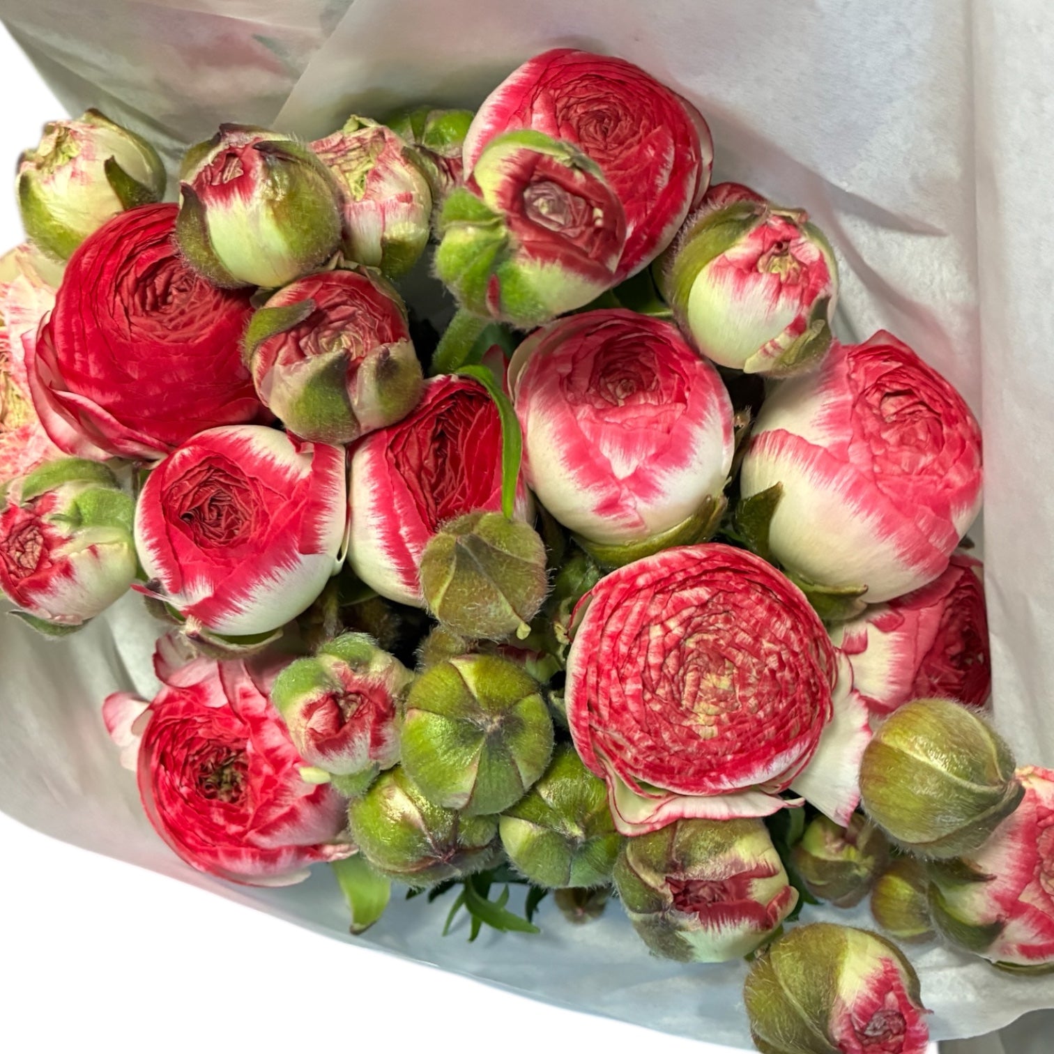 Ranunculus PREMIUM - 
