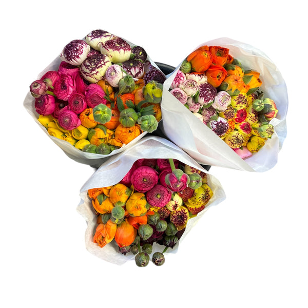 Ranunculus Rainbow Mix 40 Stems – UK Grown Seasonal Flowers