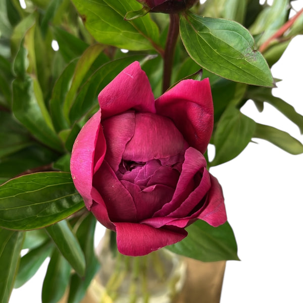 Peony - RED Red Sarah -10 Stems