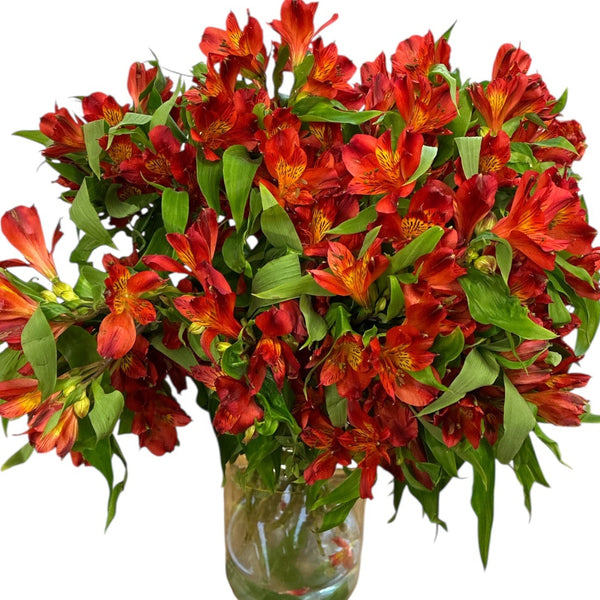 Bouquet of Rich Red Alstroemeria Flowers in a clear vase on a white background