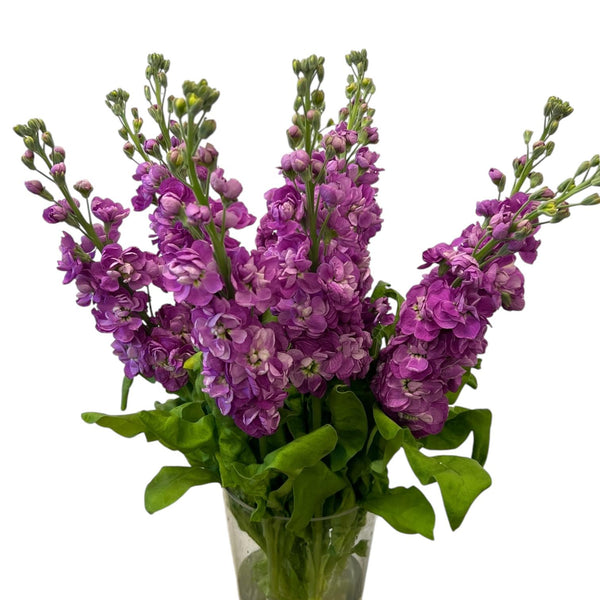 A beautiful display of Rose Pink Premium Grade scented stocks, featuring vibrant rosy-hued flower spikes with a lush, full appearance.