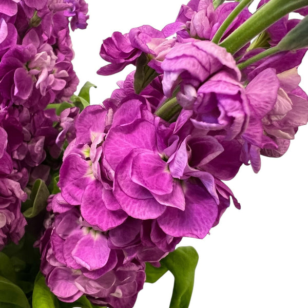 Close-up of Rose Pink scented stock blossoms, highlighting the romantic pink pigment and the densely layered, ruffled petals.