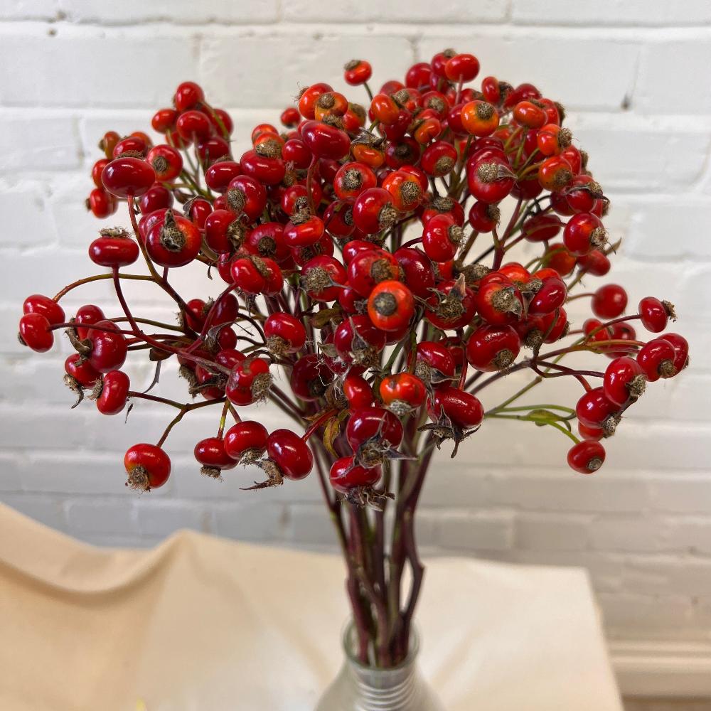 Rosehips Lincolnshire Grown 10 stems British Flowers direct by