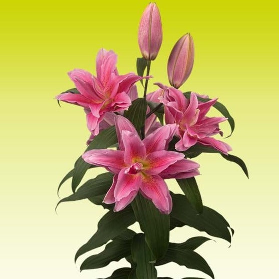 Lily **POLLEN FREE** Pink Juana Rose Lilies - 10 stems