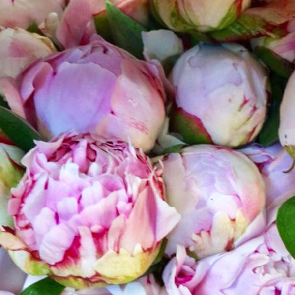 peony online wholesale UK grown