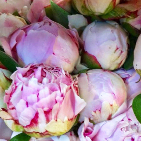 Peony - MEGA BOX SPECIAL OFFER Sarah Bernhardt-200 STEMS