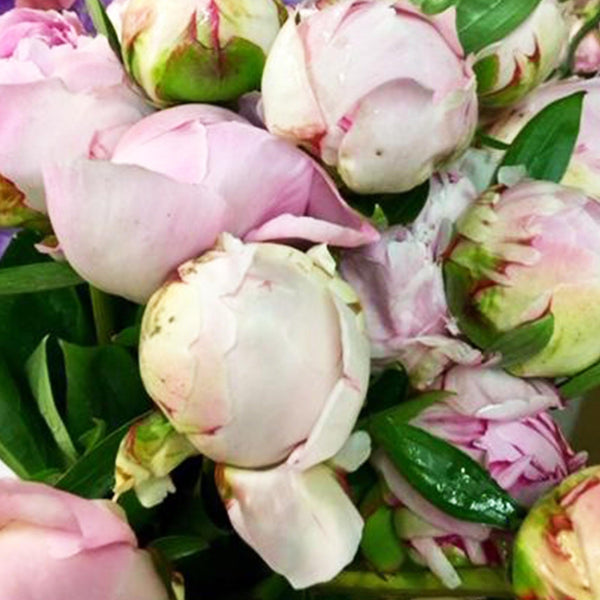 uk grown sarah bernhardt bulk sale