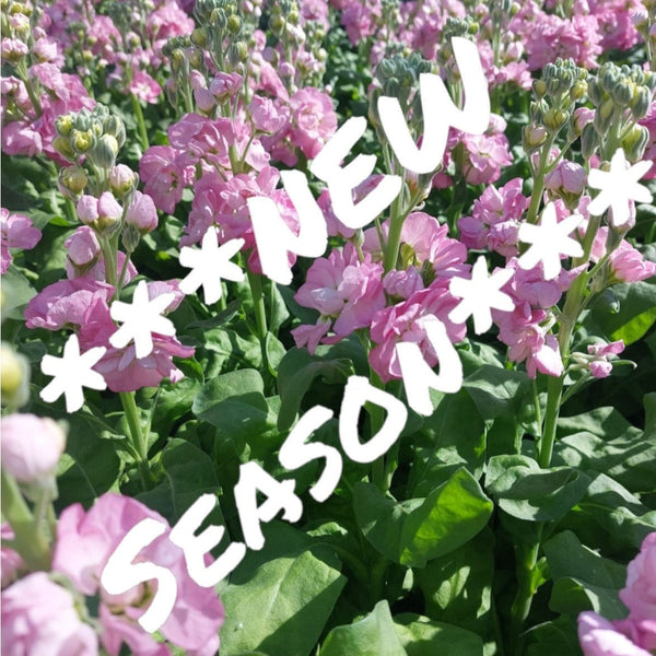 wholesale norfolk stocks UK grown