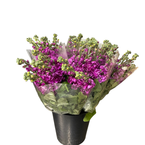 Bouquet of rose pink Scented Stocks flowers wrapped in green paper with a white background