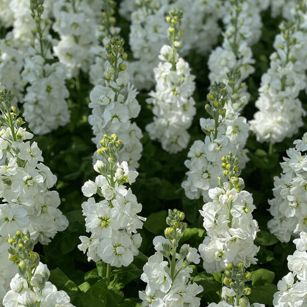 Close-up of white Scented Stock flowers with green stems and leaves.
