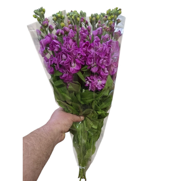 A hand holding a bouquet of mid pink scented stocks, wrapped in a clear plastic packaging.