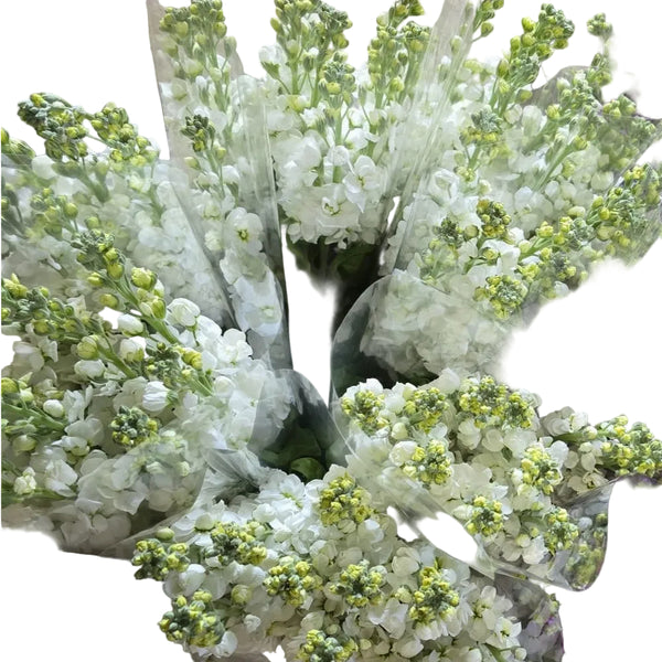 Scented Stocks - White