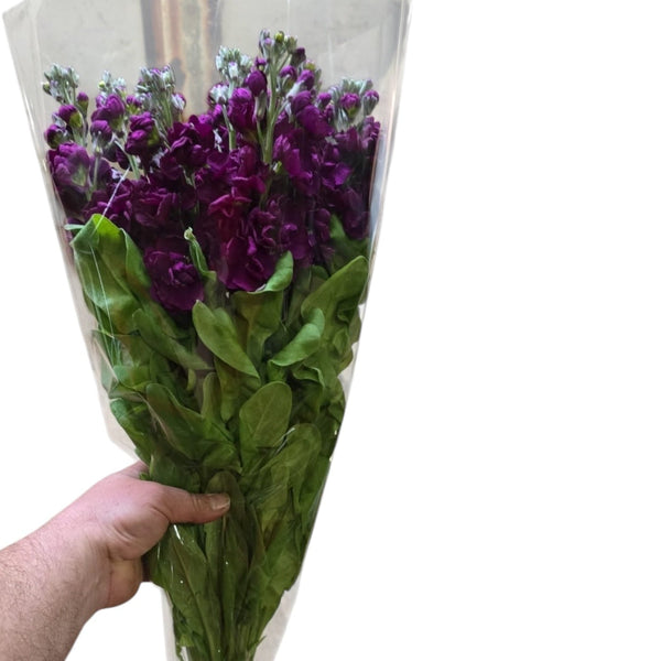 Bouquet of aubergine purple scented stocks flowers wrapped in clear plastic held by a hand on a white background