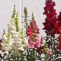 BLOOM BOOSTER - Antirrhinum (snapdragon) - MIXED - 80 stems