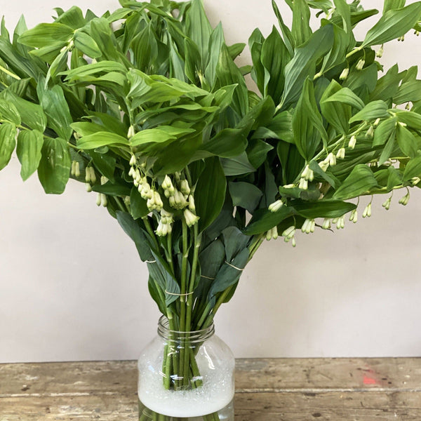 uk grown solomon's seal