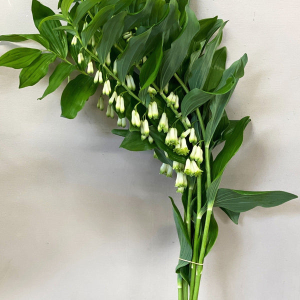 solomon's seal online wholesale