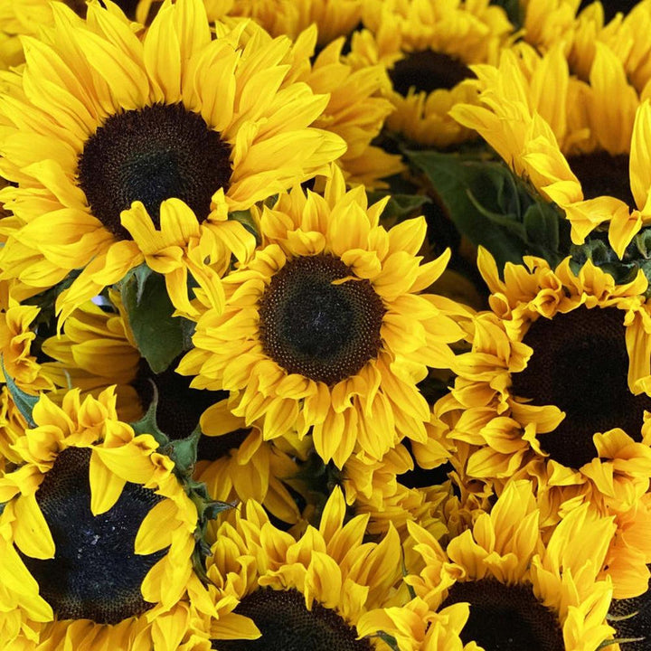 Sunflower - YELLOW - Lincolnshire 65cm - (10, 20 or 60 stems)