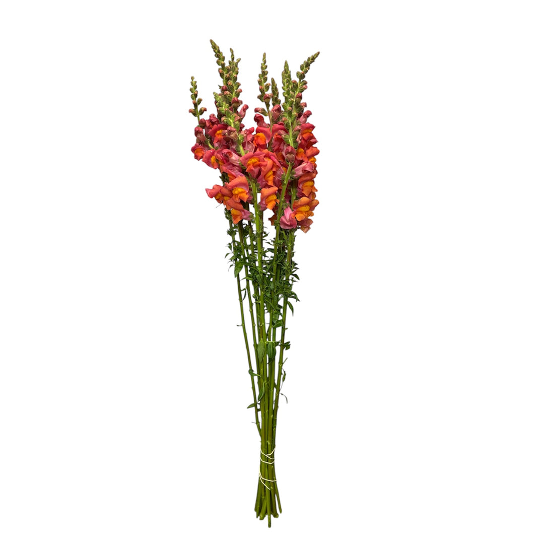 A single bouquet of snapdragons tied with a white string, featuring vibrant orange, red, and pink flowers with green stems, isolated on a white background.