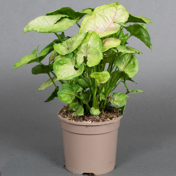 PLANT - British grown Tropical Foliage Indoor in 15cm Pot