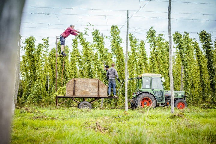 Fresh Hop Bine for Pre-Order