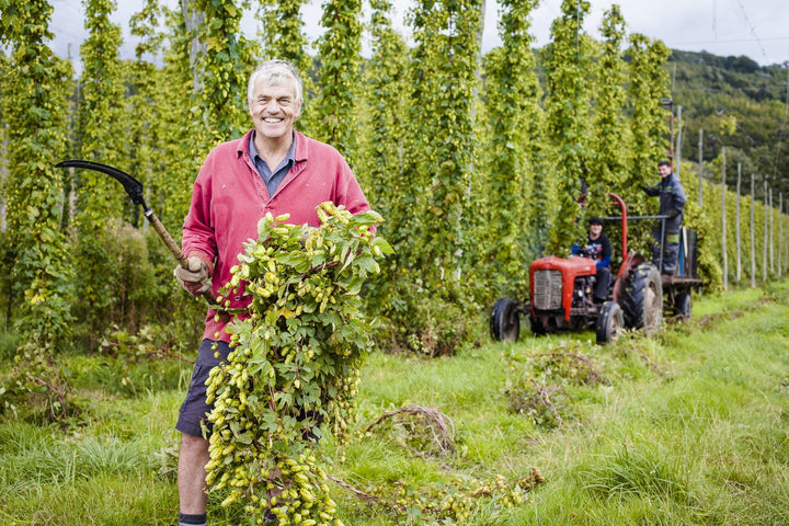Fresh Hop Bine for Pre-Order