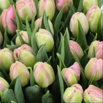 pink maitresse tulips UK