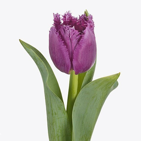 Purple San Martin tulips with frilly petals, bundle of 40 stems, fresh British-grown spring flowers for bouquets and floral arrangements.