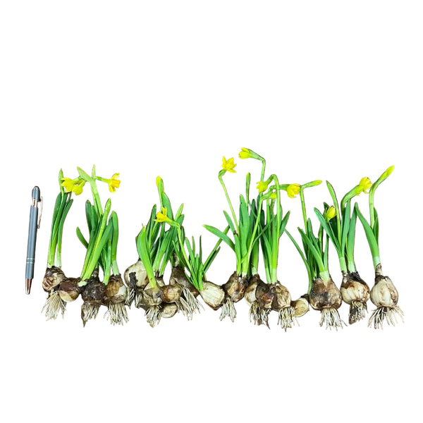 on the bulb flowers buy 