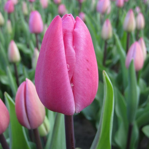 Tulip - Tineke Van de Meer Pink - Bundle of 50