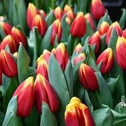 Bouquet of Bi colour Tulip red and yellow tulips with green leaves