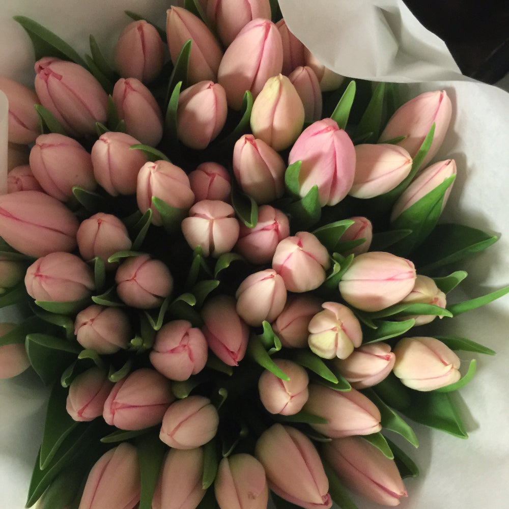 Tulip - Pink - Jumbo - Bundle of 40 – British Flowers direct by Evolve ...