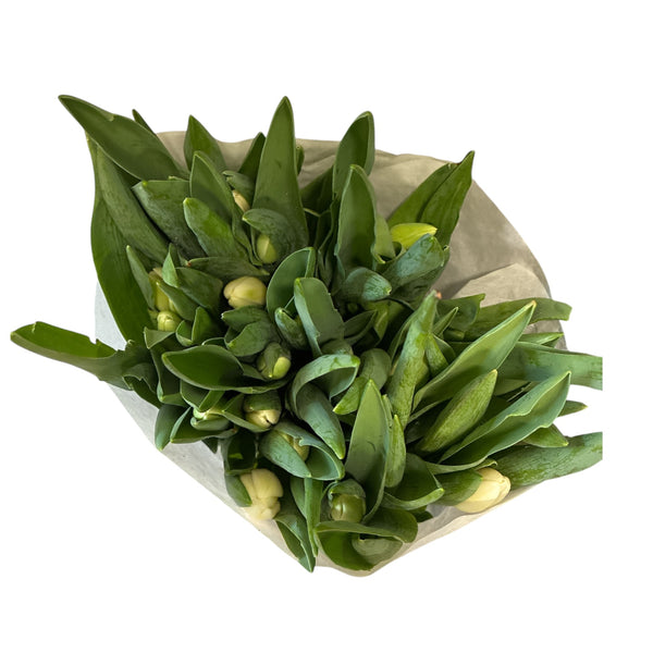 Bouquet of green tulips wrapped in paper on a white background